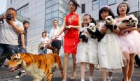 【中英双语】美国CNN：中国最新流行把宠物染成野生动物